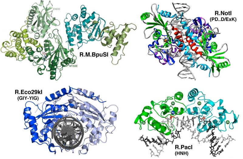 DNA Restriction & Modification Enzymes