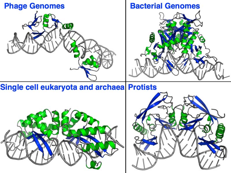 Homing Endonuclease Structures