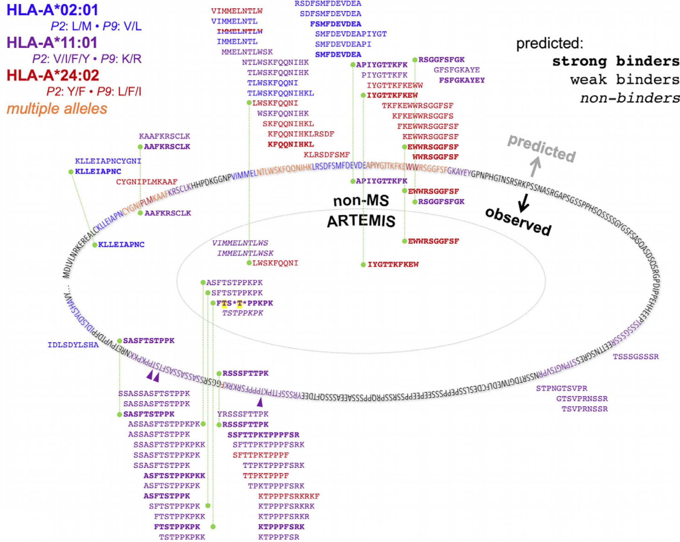 Artemis mapping of HLA class I presented Mesothelin peptides by three alleles.