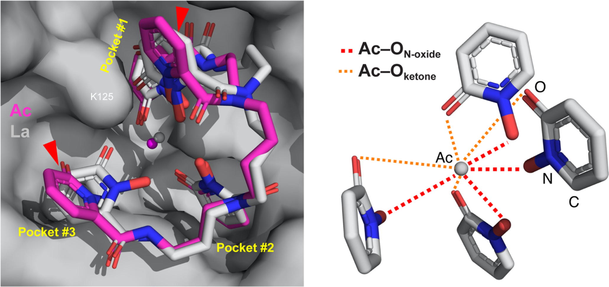 The coordination geometry of actinium determined as a Siderocalin/chelator/nuclide complex.