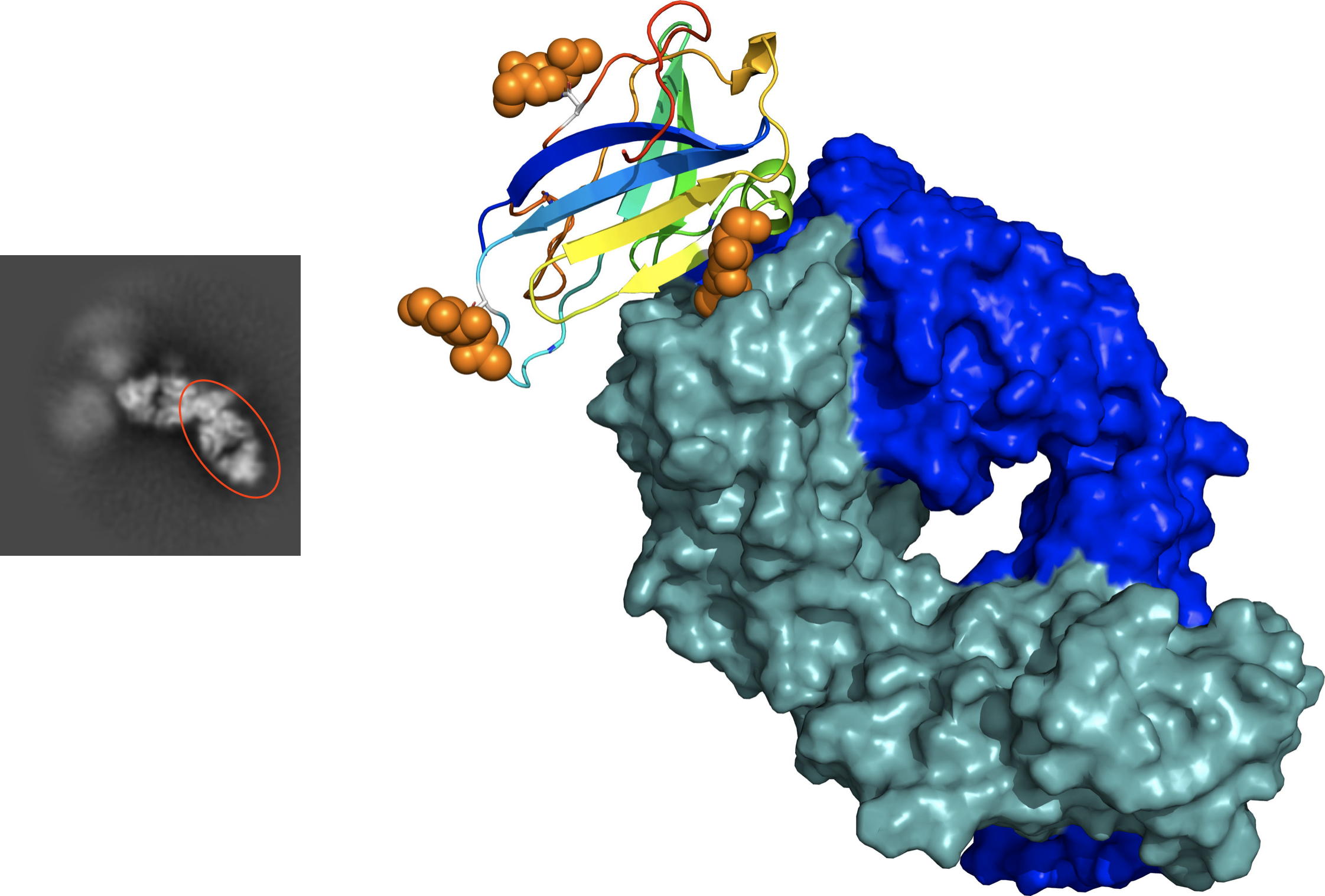 The cryoEM structure of an antibody Fab/antigen complex.