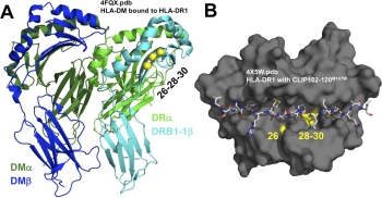 Patient HLA Germline Variation and Transplant Survivorship