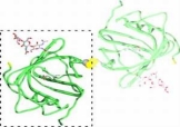 Goetz.Biochemistry.2000