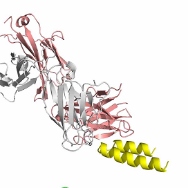 Proof of principle for epitope-focused vaccine design