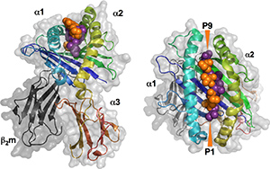 Structural insights into activation of antiviral NK cell responses