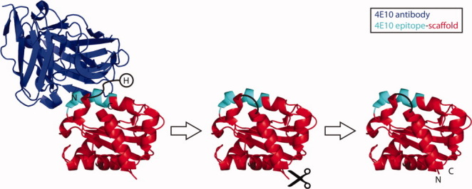 High-Resolution Structure Prediction of a Circular Permutation Loop