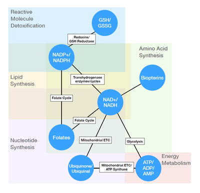 Coenzyme systems (circles) support metabolic pathways needed for proliferation (squares) and are interconnected by specific metabolic processes (lines).