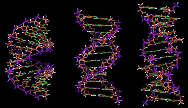 DNA sequence