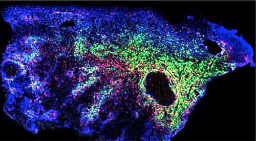 TRM cells