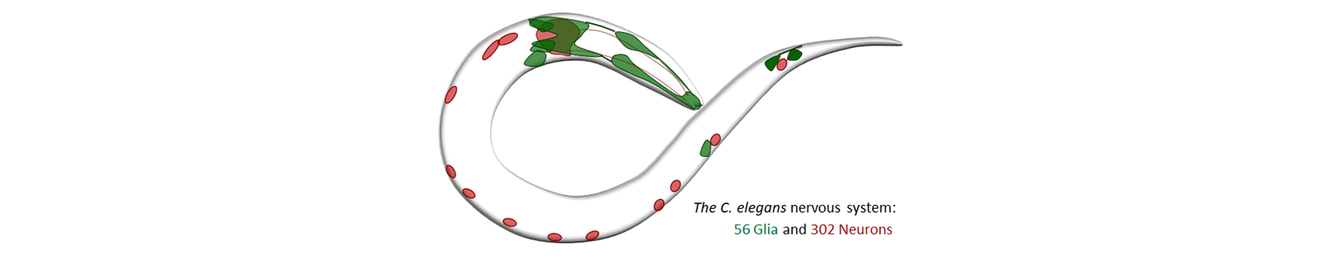 The C. elegans nervous system: 56 glia and 302 neurons